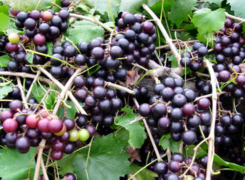 Details about   20 thin cuttings of organic Black Noble Muscadine Grape vine 